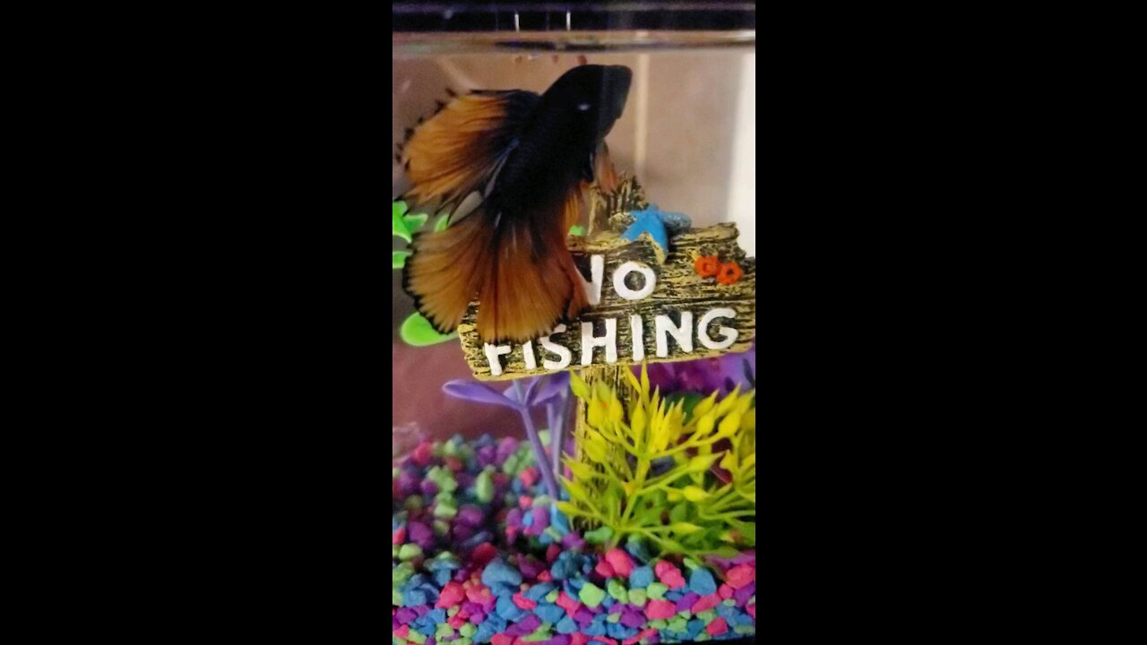 Male Betta Fish 2