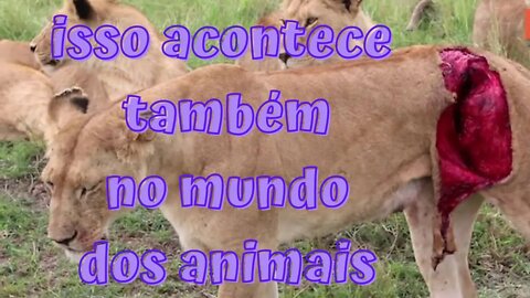 💥 A CRUELDADE NO MUNDO ANIMAL 😲