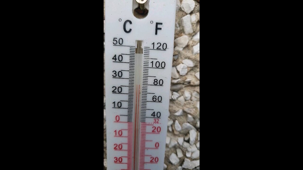 To hot day for a dog