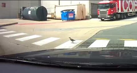 Ici, la sécurité routière est stricte, même pour les oiseaux