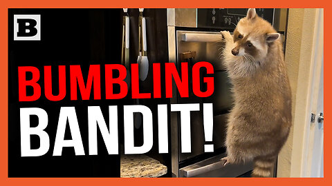 Bumbling Bandit! Raccoon Hilariously Tumbles to the Floor After Climbing on Oven Door