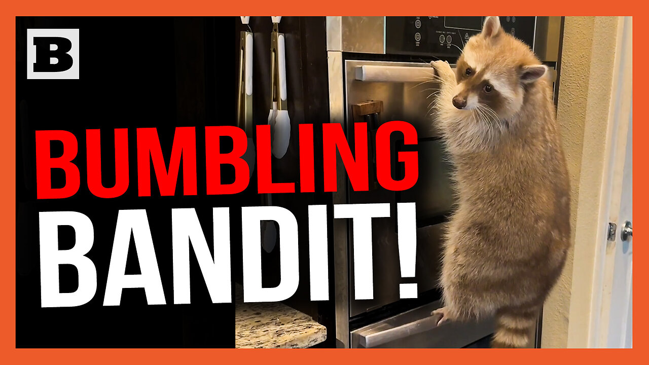 Bumbling Bandit! Raccoon Hilariously Tumbles to the Floor After Climbing on Oven Door