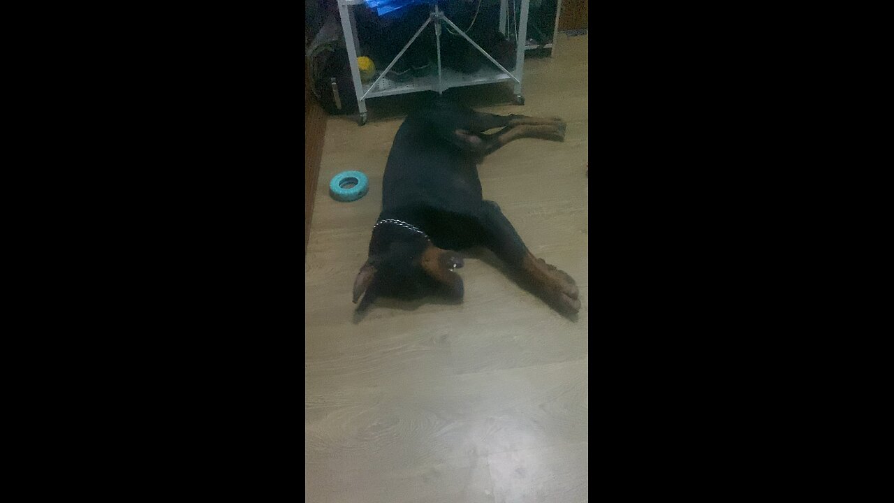 Doberman dog relaxing