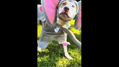 Funniest Animals 2023 😂 Funny Cats and Dogs 🐱🐶 | Funny Animal Videos 2023