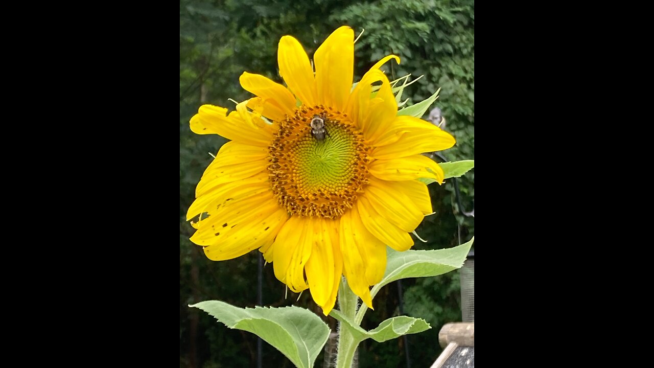 Good day sunflower