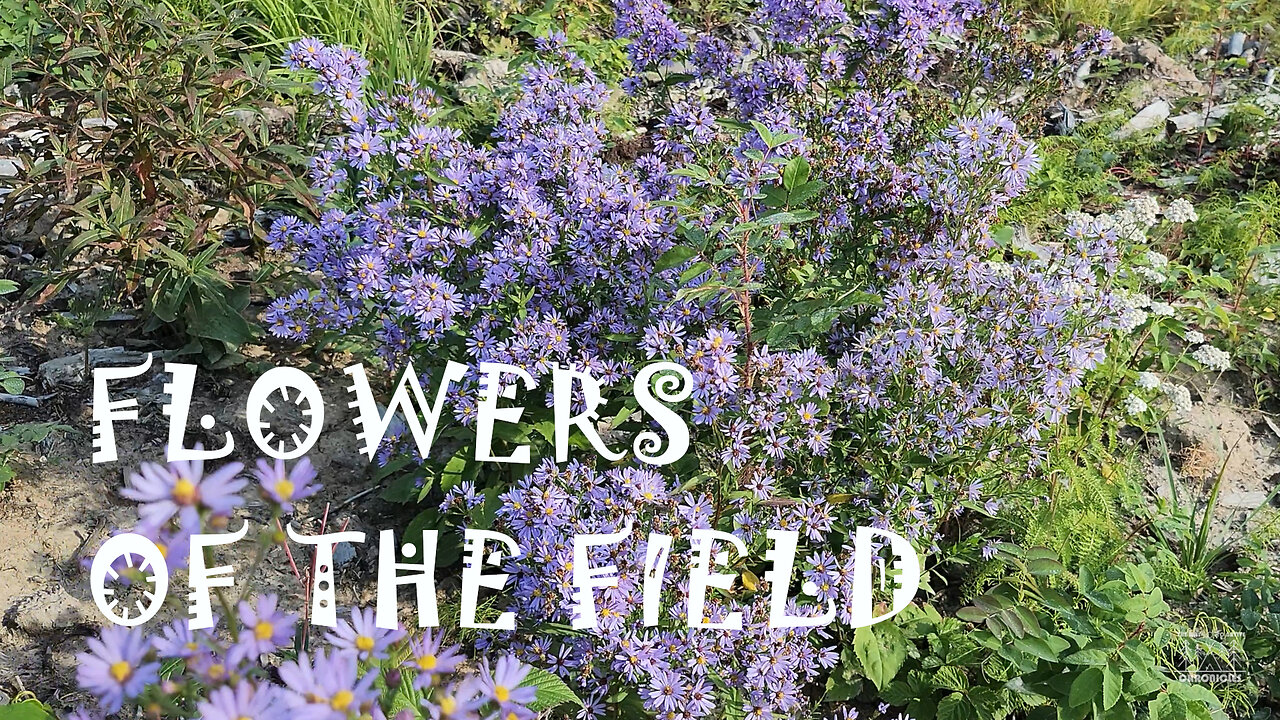 Flowers Of the Field