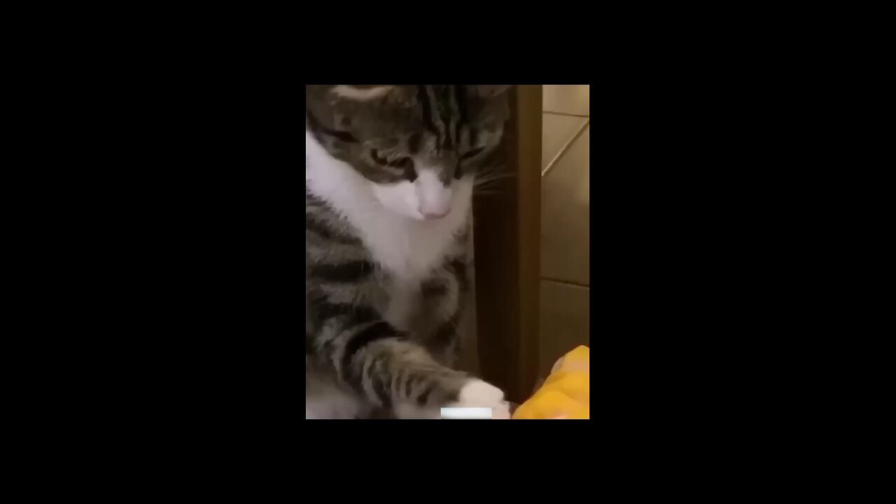 very funny video 🤣 #dog cat funny moments enjoy like viral videos