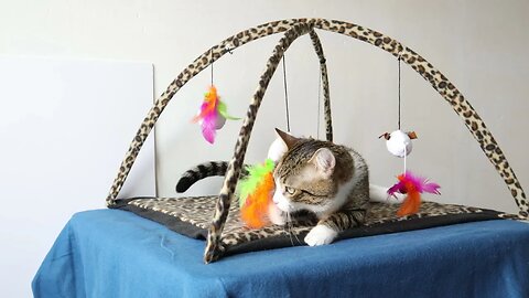 Due to the Heat, Cat Refuses to Play