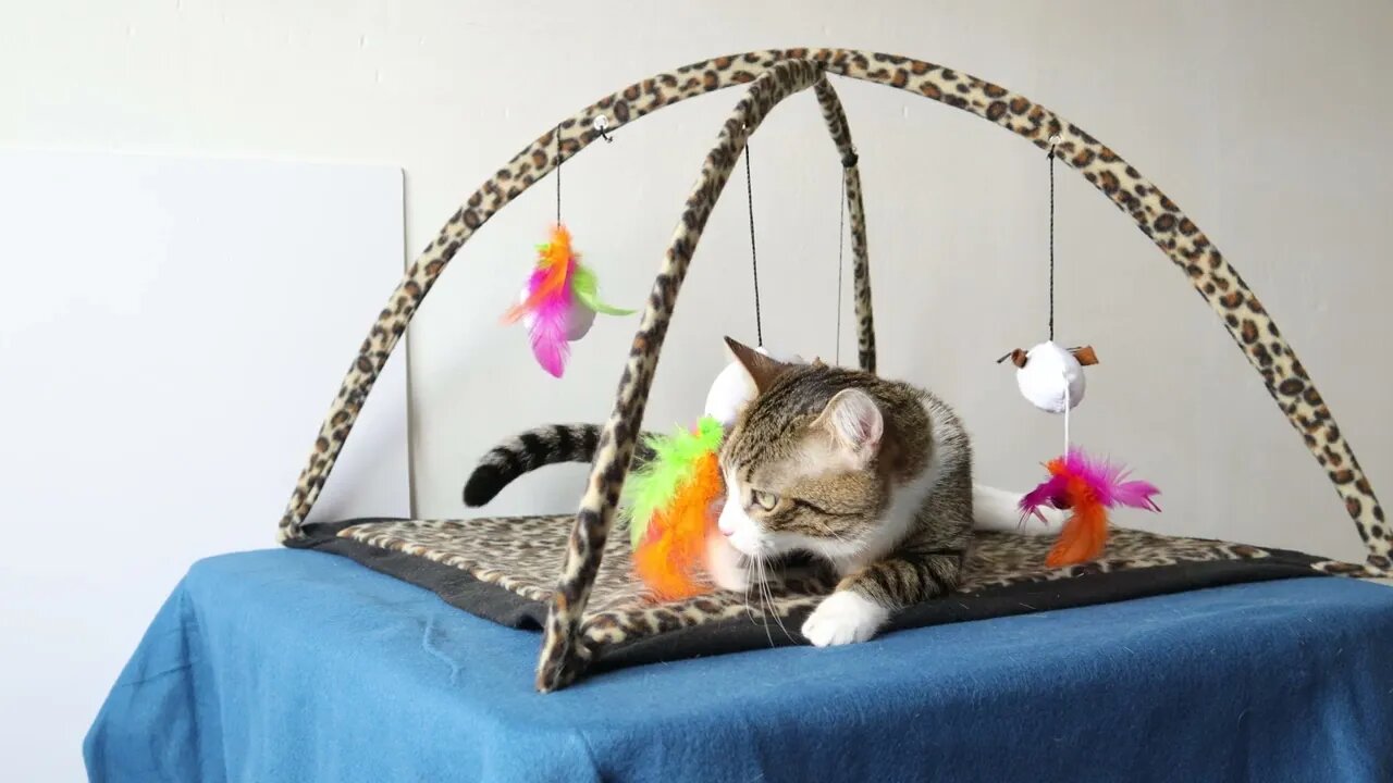 Due to the Heat, Cat Refuses to Play