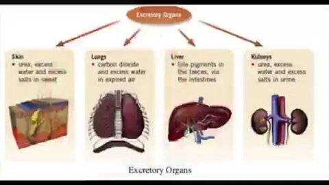 For people who still believe in “viruses”, watch this