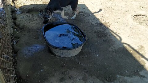 Mollie in the water bowl