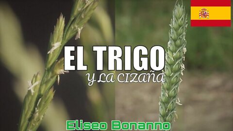 LA CIZAÑA Y EL TRIGO, LA CIZAÑA SERÁ QUEMADA EN EL INFIERNO.