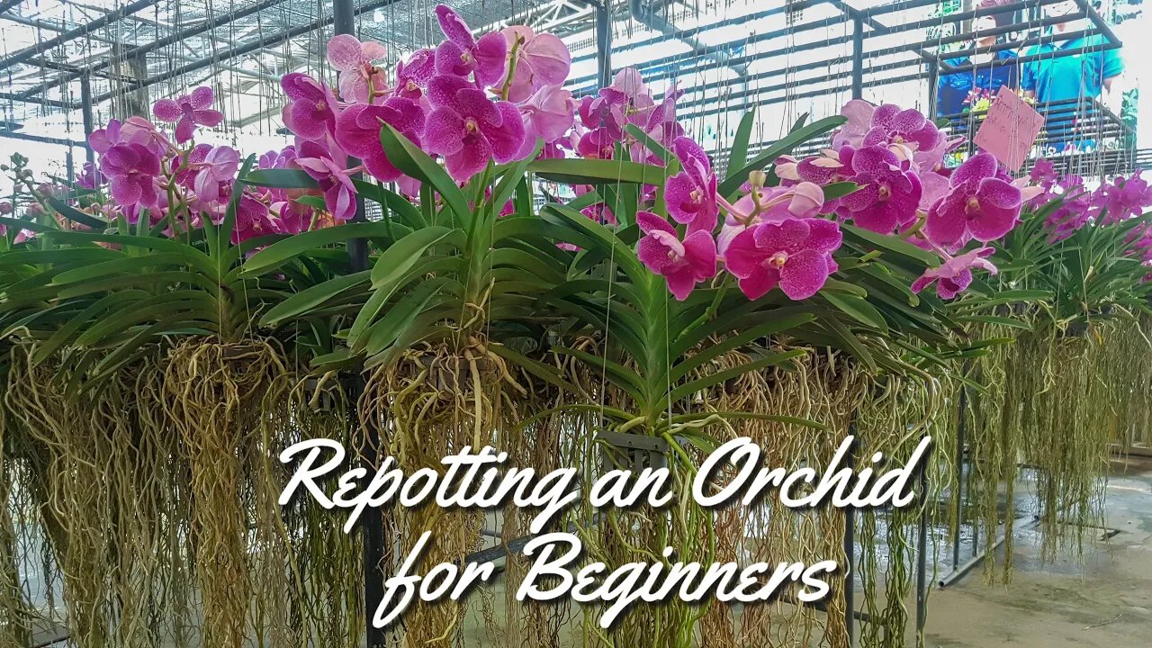 Repotting an Orchid