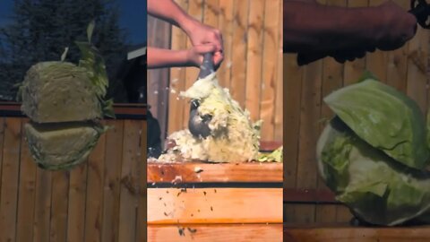 Just Annihilating This Cabbage (in Slow Motion)