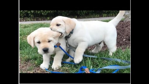 Funniest Cutest Labrador Puppies 2 Funny Puppy Videos 2020