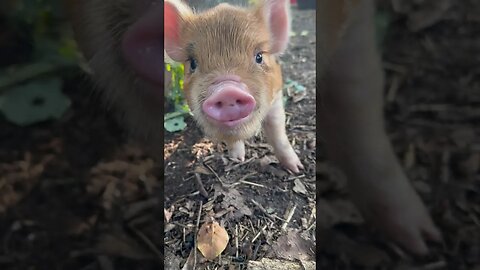 living their best life🌱🐷 #piggy #piglets #kunekune #farmanimals #homestead #farmlife #foryou #fyp