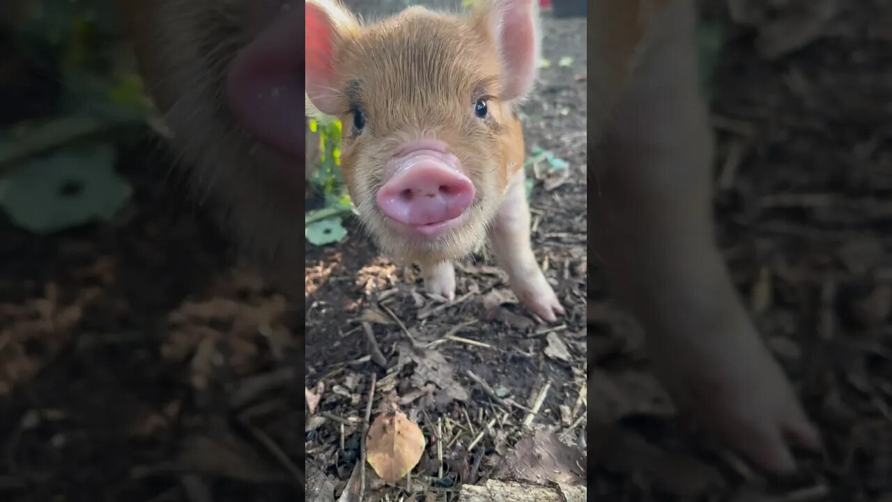 living their best life🌱🐷 #piggy #piglets #kunekune #farmanimals #homestead #farmlife #foryou #fyp