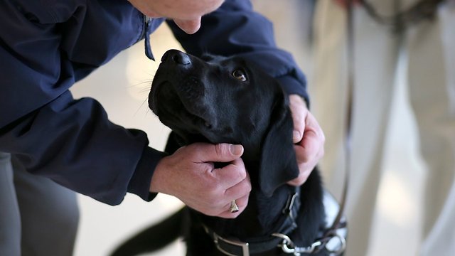 United Airlines Temporarily Suspends Transporting Pets In Cargo Holds