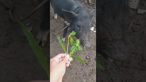 native pig