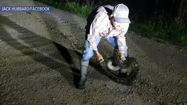 Professional Python Hunter Helps Man Conquer His Fear Of Snakes