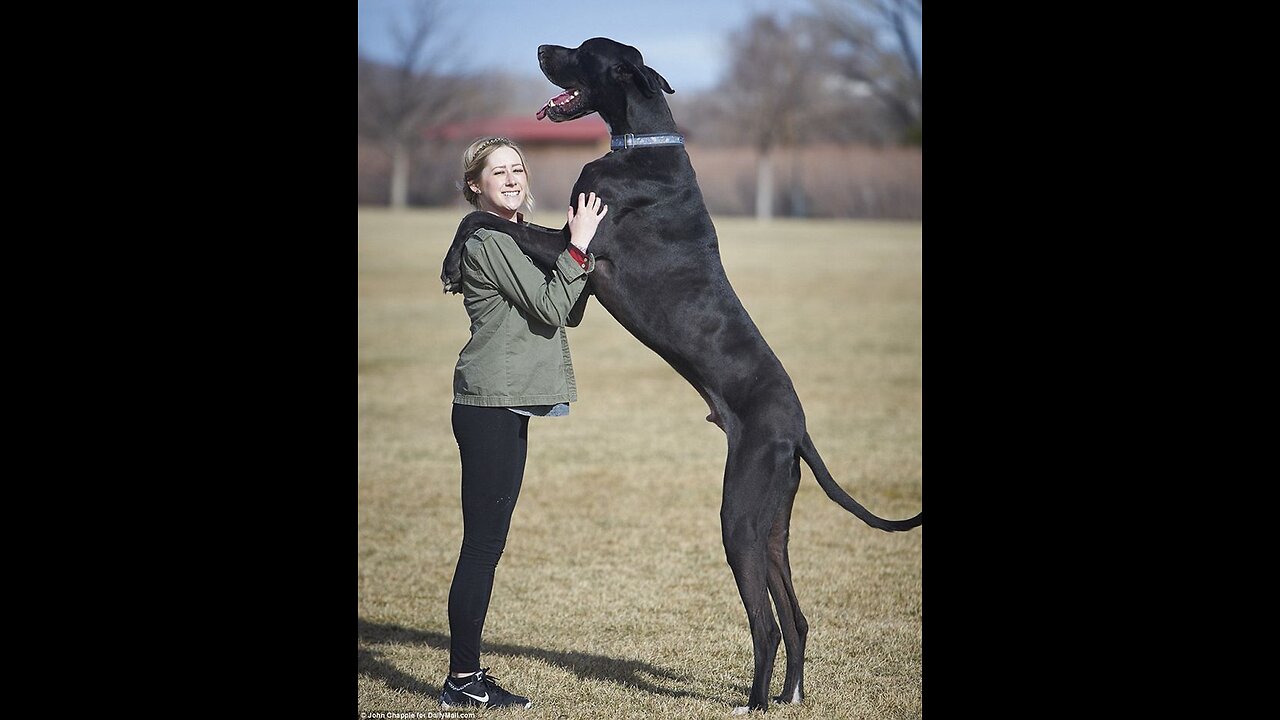 Top 10 biggest DOGS in the World...