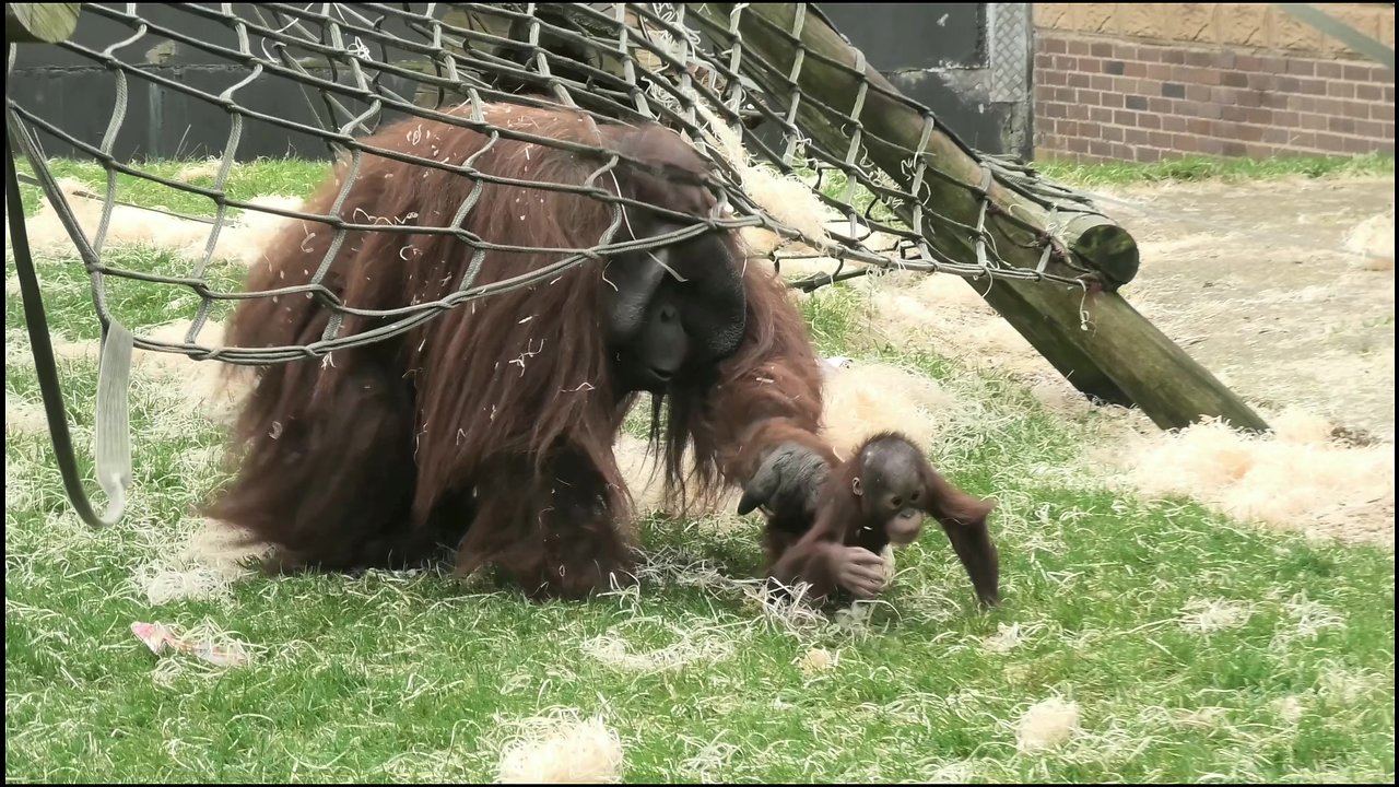 Male Orangutan Attempts To Bite His Baby's Head