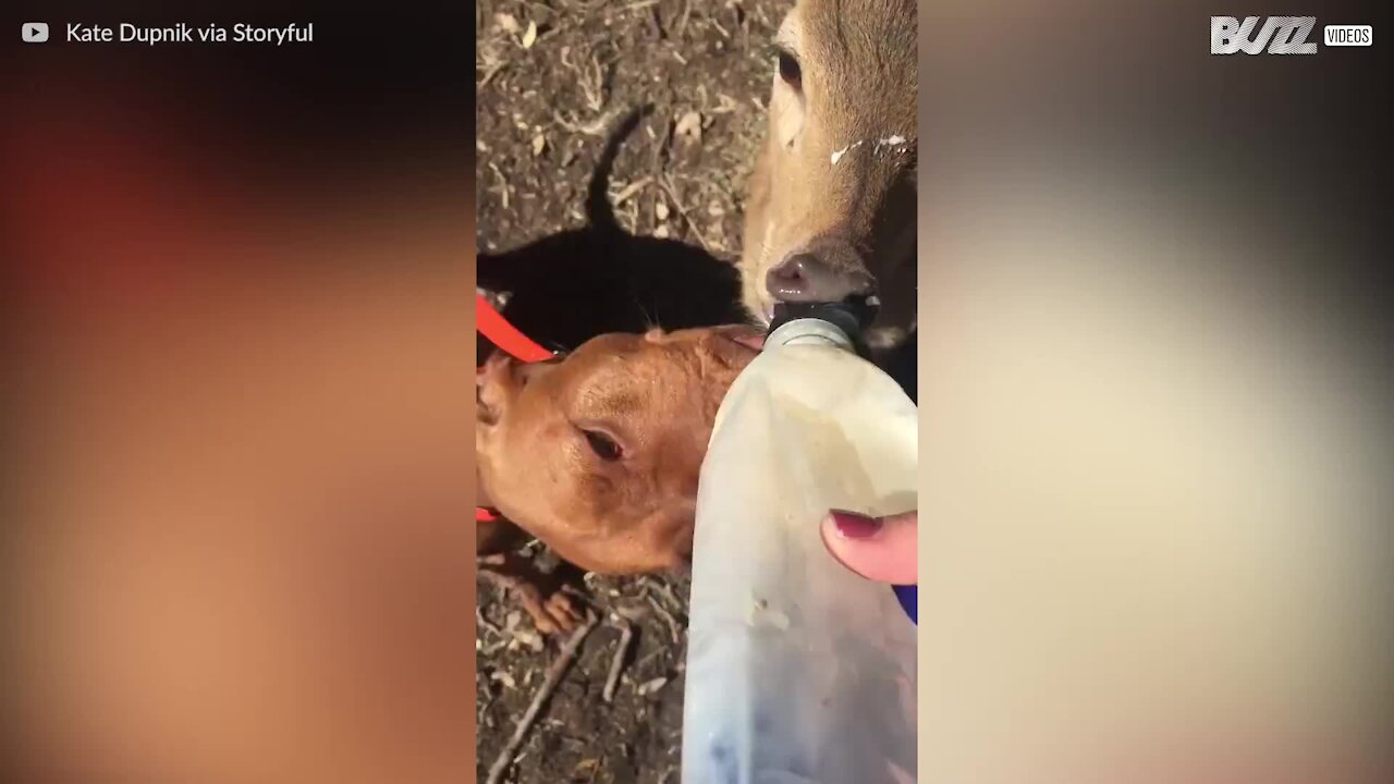 Hund og hjort beviser at de er bedste venner, ved at dele en foderflaske