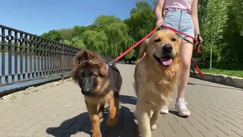 My Dogs Go On A Beach Trip