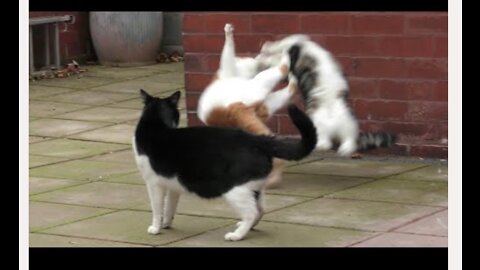 Cat Fight Compilation Video