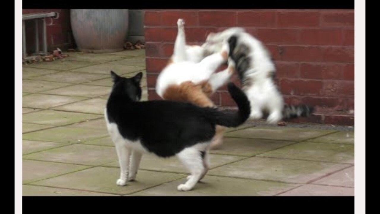 Cat Fight Compilation Video