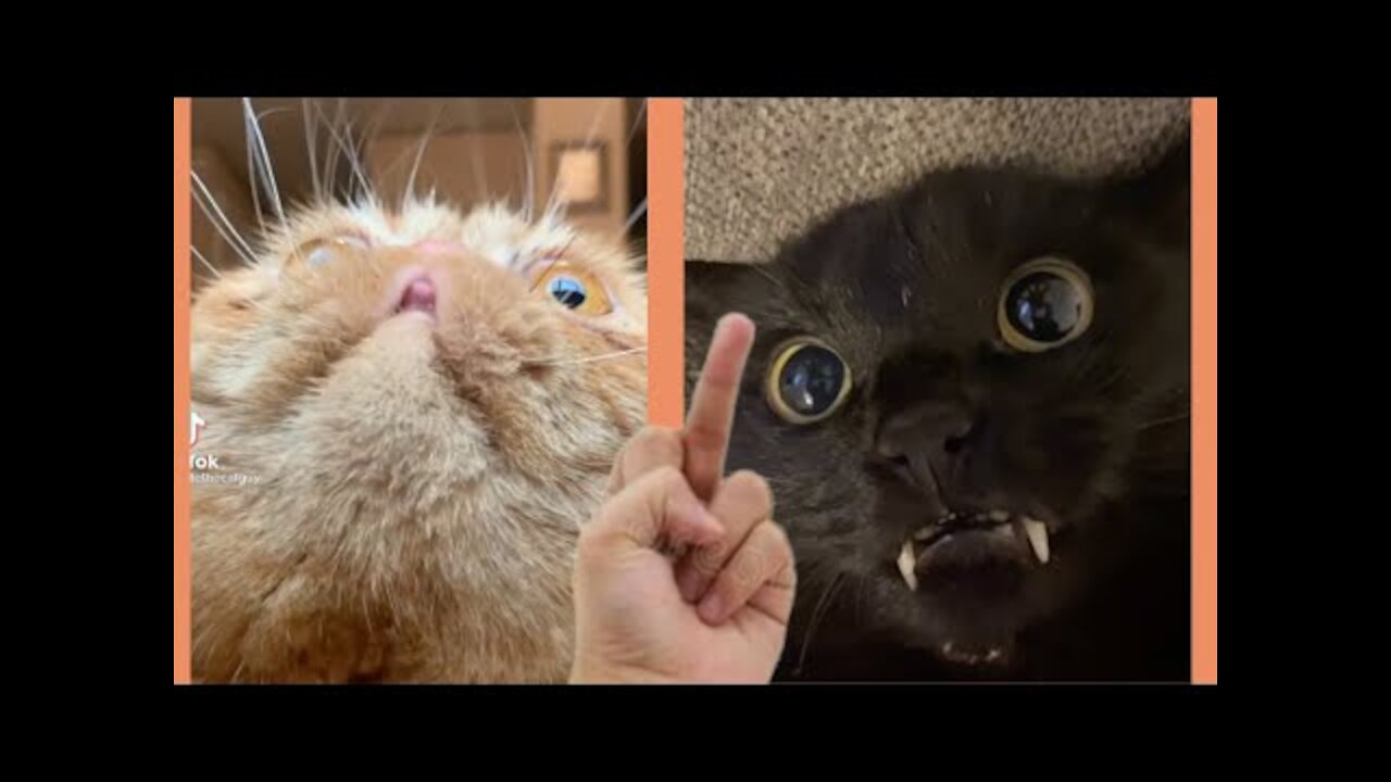 Best Cat Meme Compilation😹😹😹 2021