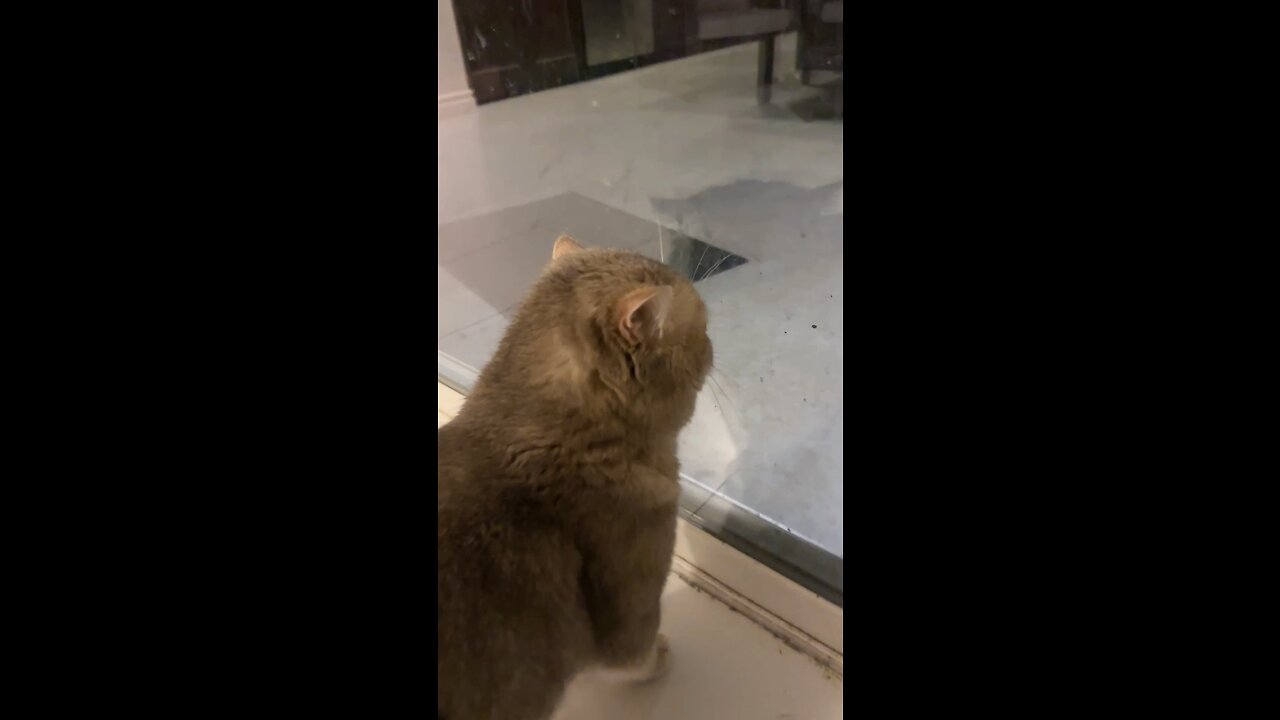 Funny Cat
