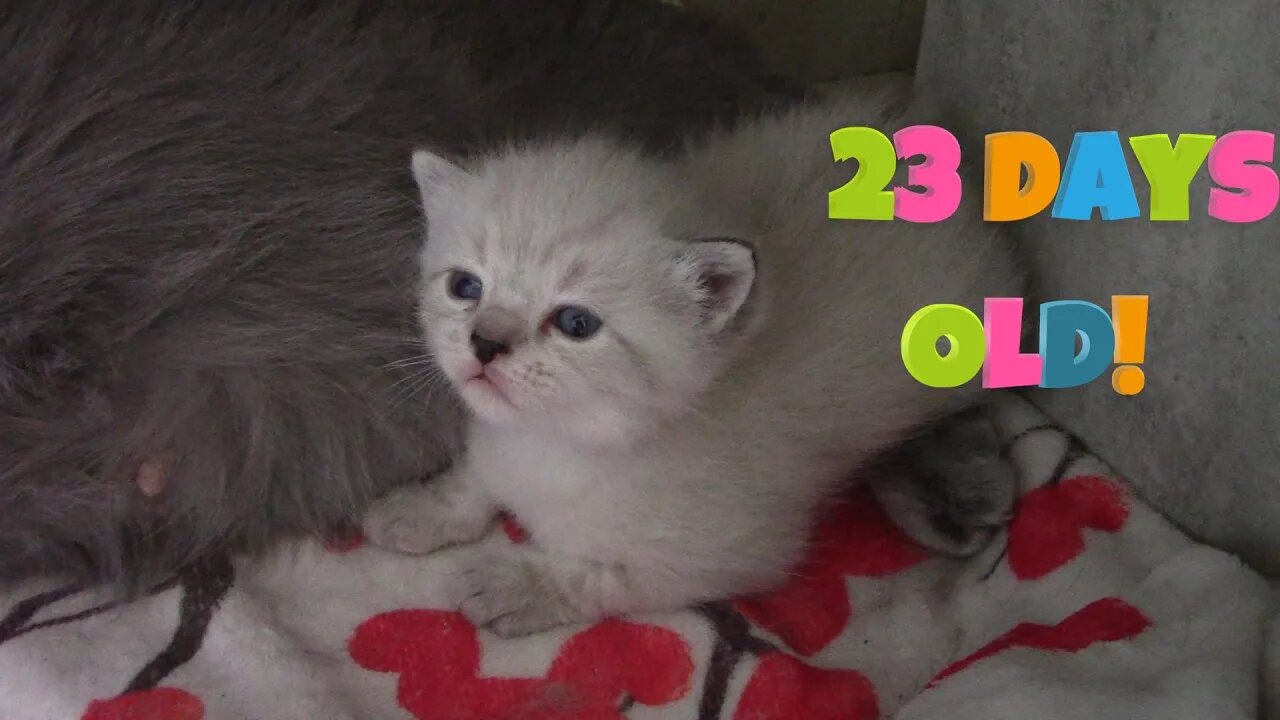 Misha's Kittens Are 23 Days Old! 😻