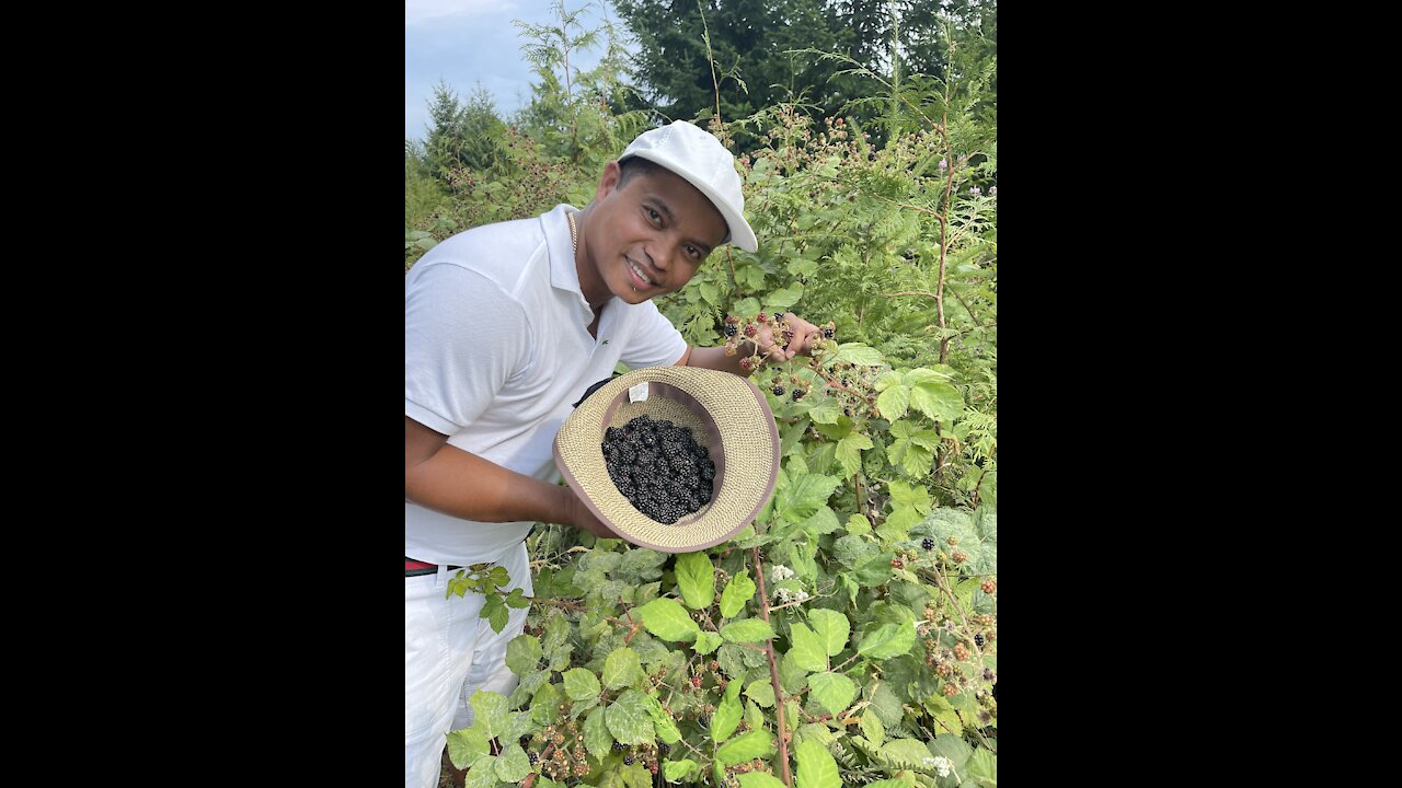Berries picking