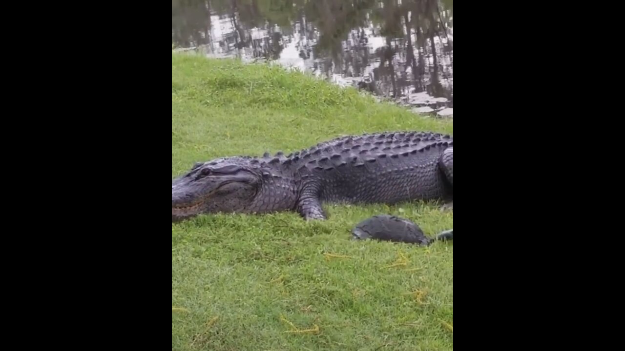 Happy turtle miraculously slipped out of the mouth of a huge crocodile