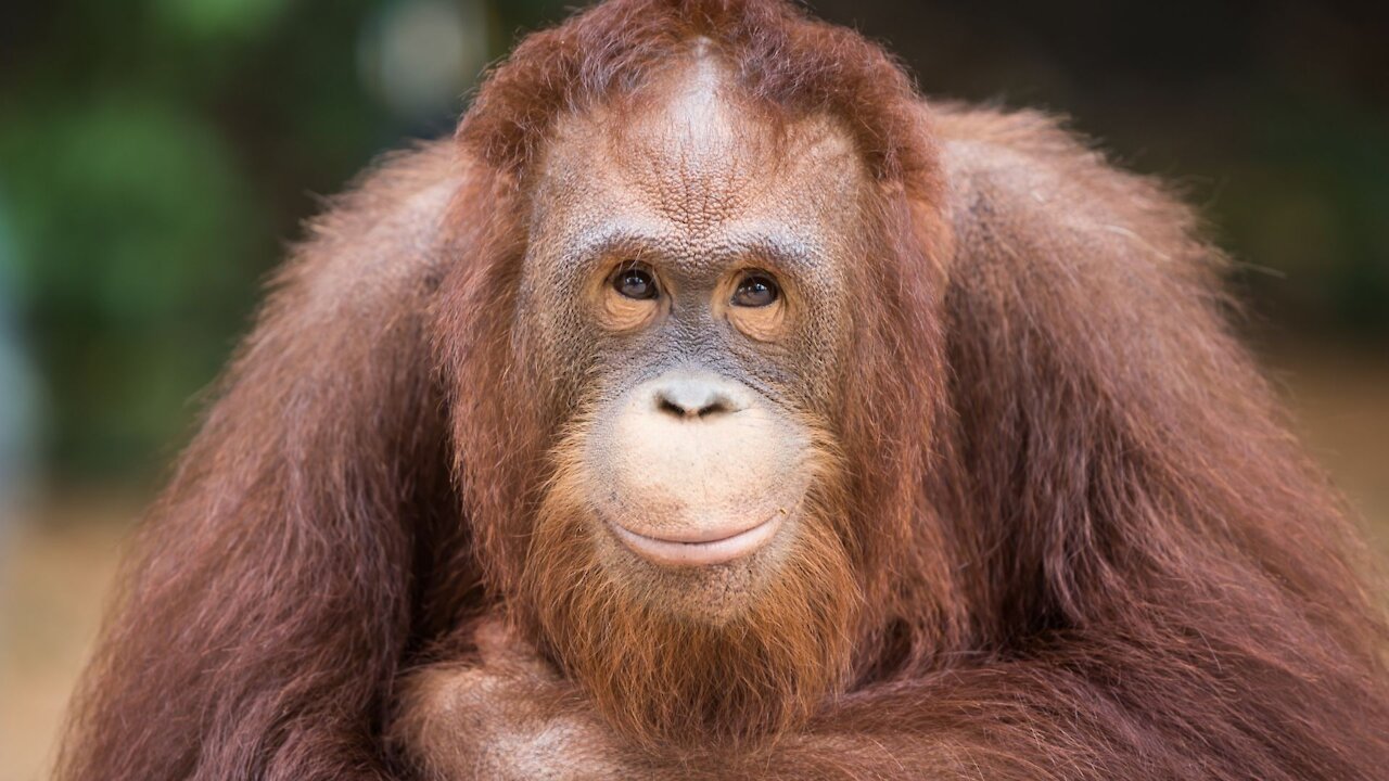 Linking Great Ape Conservation and Poverty Alleviation: Field Trip, Central Kalimantan, Indonesia