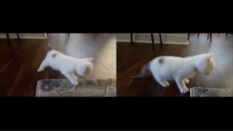 CAT IS DANCING LIKE A ROCKSTARE 🐈️🤘
