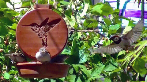 IECV NV #159 - 👀 House Sparrows At the Hummingbird Feeder 8-21-2015