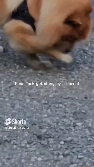 Jack stung on the nose by a hornet while sniffing flowers #chowchow #dog #shorts #short #shortvideo