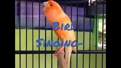 Bird Singing