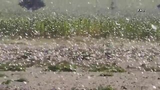 Locust swarms destroy crops in East Africa