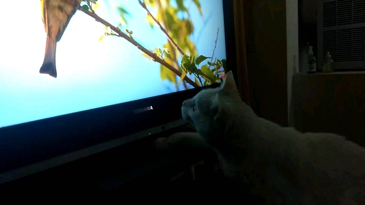 Cat Attacks Bird On TV