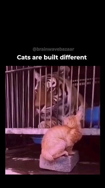 Cats are built differently