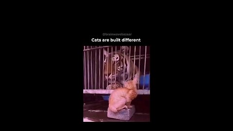 Cats are built differently