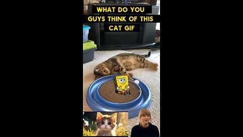 Cute Cat Gif