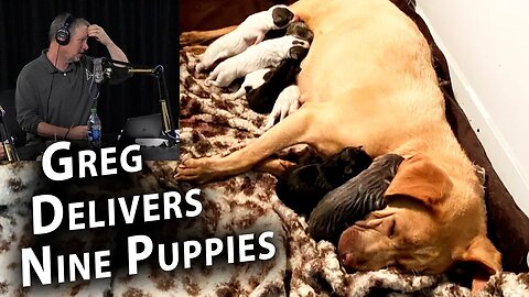 Greg Delivers NINE Puppies
