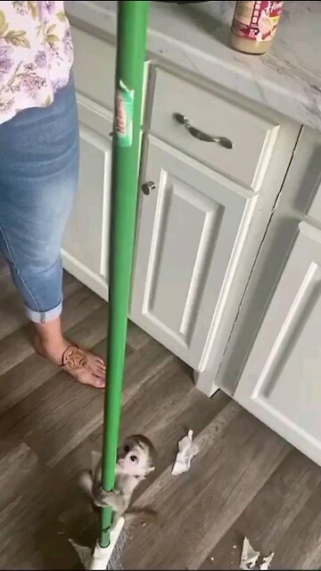 This is the best pole dancer | Cute Wild Animals