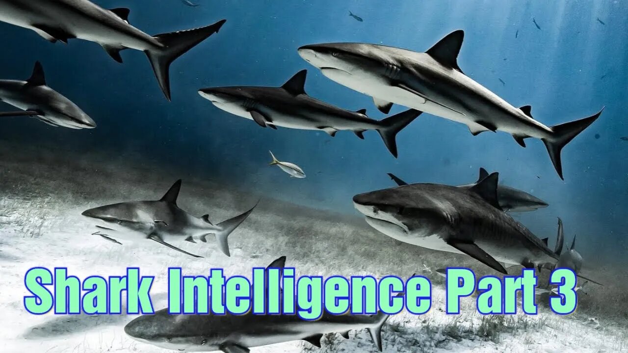 Shark Intelligence Part 3