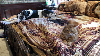 Great Dane Puppy and Cat Enjoy a Nap on the Bed