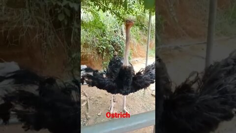 Ostrich #shorts